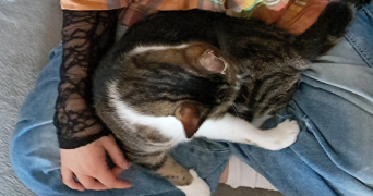 léna pet sitter à NANTES 44000_1