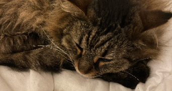 leane pet sitter à PARIS 07 75007_3