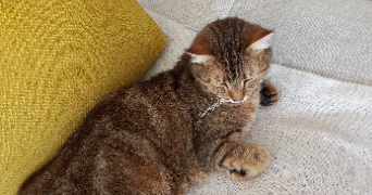 astrid pet sitter à VANNES 56000_2