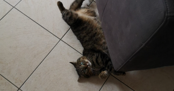 léonore pet sitter à SECLIN 59113_6