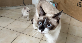 justine pet sitter à BEAUDEDUIT 60210_2