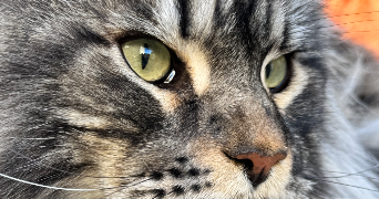 marie cat sitter à BANNE 07460_8