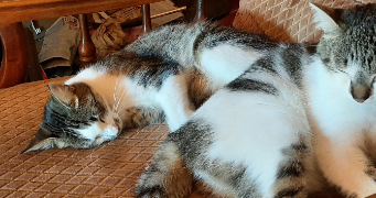 annick pet sitter à ST JULIEN SUR BIBOST 69690_0