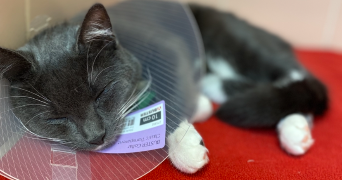 jade pet sitter à CHARPONT 28500_3