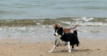 niels  pet sitter à OUISTREHAM 14150_11