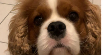 alexandra pet sitter à NICE 06000_2