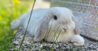 lucile pet sitter à DIJON 21000_4
