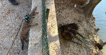 margot pet sitter à AVIGNON 84000_1