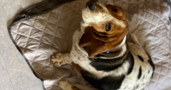 line pet sitter à GIF SUR YVETTE 91190_4