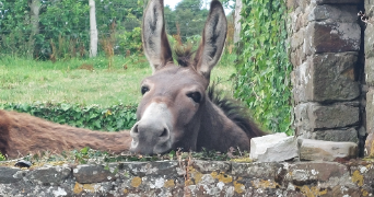 marie pet sitter à PORT BAIL SUR MER 50580_0