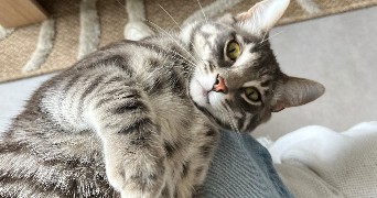 lucie pet sitter à BORDEAUX 33000_2