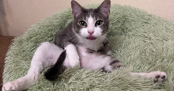 moby pet sitter à PUTEAUX 92800_7