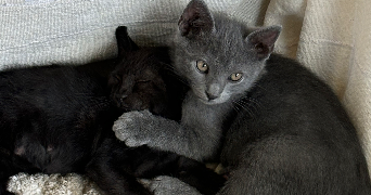 sonia pet sitter à LYON 08 69008_3