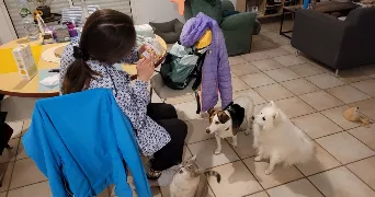 clémentine pet sitter à LESNEVEN 29260