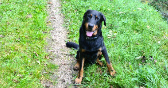 patrick pet sitter à VIDAUBAN 83550_2
