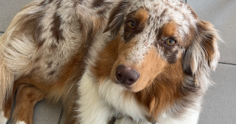 chloé pet sitter à Vélizy-Villacoublay 78140_6