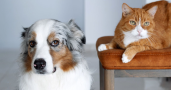 carole pet sitter à ST MARTIN D HERES 38400_3
