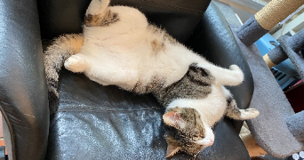 quentin pet sitter à MONTPELLIER 34000_3