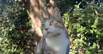 mathilde pet sitter à BISCARROSSE 40600_2