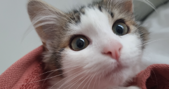 amaëlle pet sitter à ROUEN 76000_1