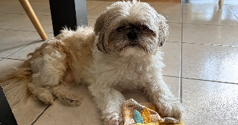 garance pet sitter à RENNES 35700_1