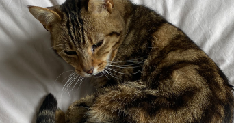 clémence pet sitter à MAISONS ALFORT 94700_3