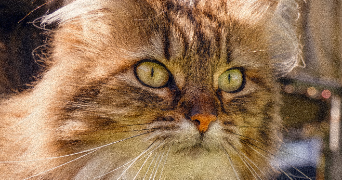 marion pet sitter à BOISME 79300_2