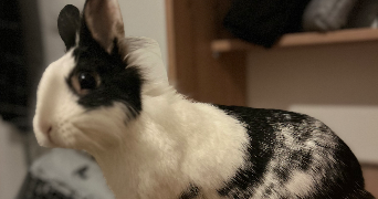 céryne pet sitter à FLEURY LES AUBRAIS 45400_2