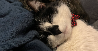 elisa pet sitter à NEUFCHATEL EN BRAY 76270_5