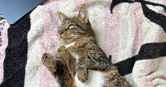 louise pet sitter à AVON 77210_8