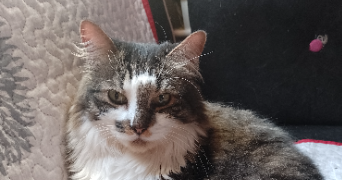 nathalie pet sitter à GISORS 27140_2