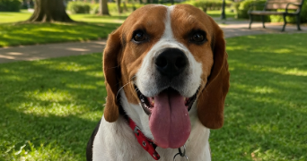 heidi pet sitter à CHEVILLY LARUE 94550_8