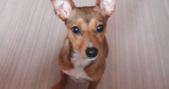 coralie pet sitter à NEMOURS 77140_4