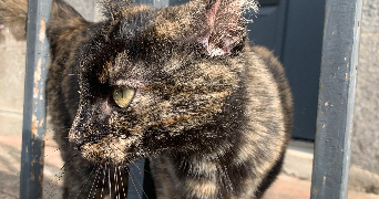 henora pet sitter à RENNES 35000_2