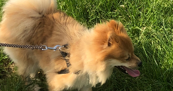 sabrine pet sitter à MONTREUIL 93100_1