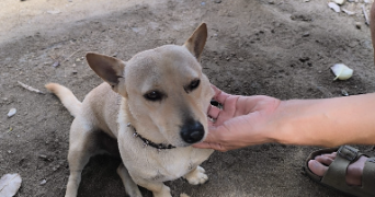 mathilde pet sitter à CHAMBERY 73000_3