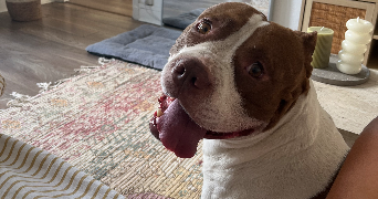 clemence pet sitter à ST MAUR DES FOSSES 94100_4