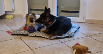 marine pet sitter à BAGARD 30140_2