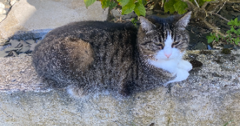 flore pet sitter à US 95450_3