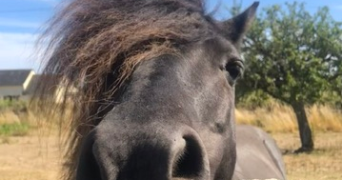 Ludivine pet sitter à REDON 35600_4