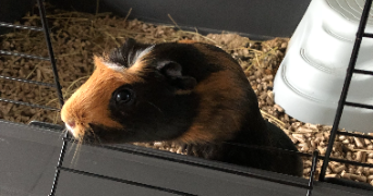 pauline pet sitter à Mont blanc 34290_6