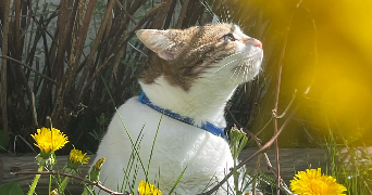 naomie pet sitter à LILLE 59260_4