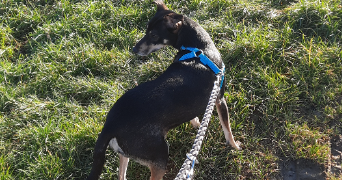 stecy pet sitter à AIX VILLEMAUR PALIS 10190_7