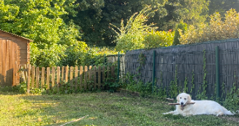 elisa pet sitter à CLERMONT 60600_3