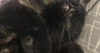 elies pet sitter à POURCIEUX 83470_3