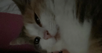 flora pet sitter à MARLY 59770_2