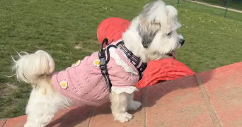 célia dog sitter à DUGNY 93440_2