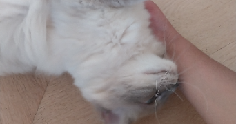 manel pet sitter à NANCY 54000_3