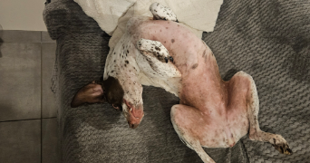 laetitia pet sitter à ROGERVILLE 76700_1