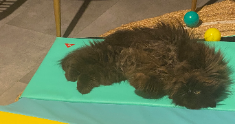 angélique pet sitter à LA GRANDE PAROISSE 77130_1